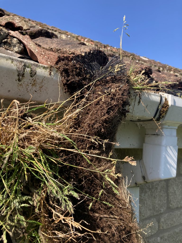 A gutter brush partially out of gutters and clogged with soil and grass.